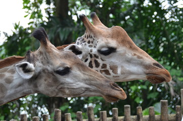 Giraffen