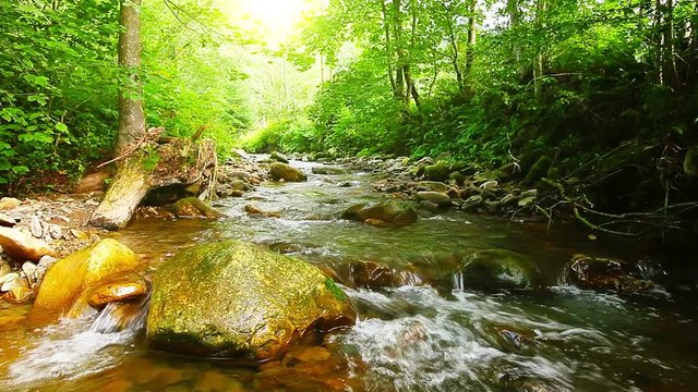 mountain stream in the forest