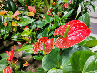 Blooming red anthurium stand in a flower shop. Sale of exotic plants. Flower Small Business Concept. View from above.