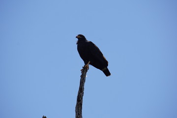 Eagle resting on a dead tree, nature reserve,  mangrove forest