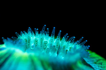 Polyps