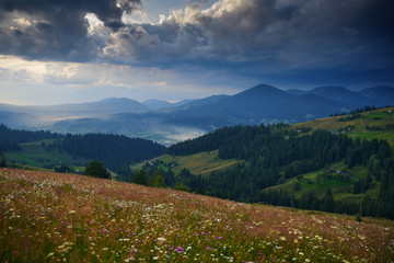 Obraz premium Sunset in carpathian mountains - beautiful summer landscape, spruces on hills, dark cloudy sky and bright sun light, meadow and wildflowers