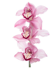 Fototapeta na wymiar Pink cultivated orchid flowers closeup isolated on white background.