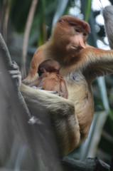 Nasenaffe (Mama) mit Baby