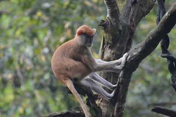 Affe