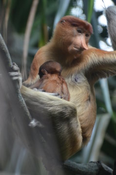 Nasenaffe (Mama) mit Baby