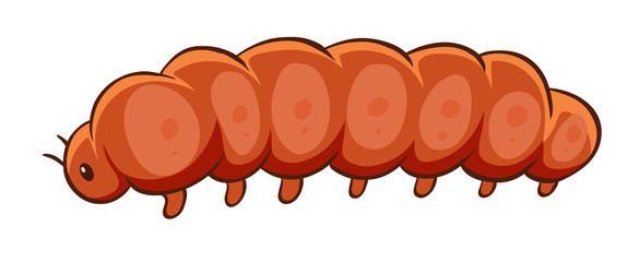 Caterpillar in orange color