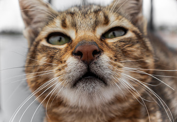 Close-up Cat