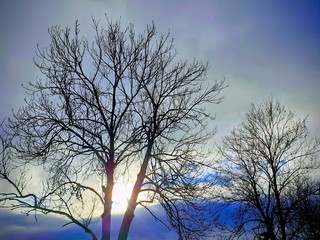 silhouette of a tree