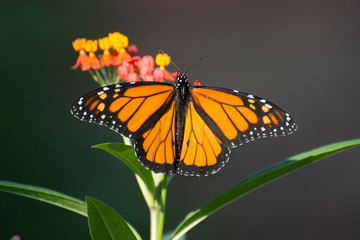 Butterfly 2019-148 /  Monarch butterfly (Danaus plexippus) On Milkweed