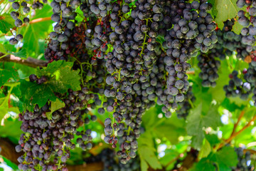 Weintrauben im Herbst