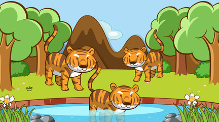 Scene with many tigers in forest