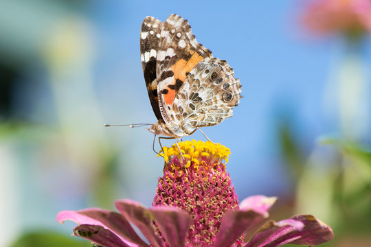 Butterfly 2019-149 / Painted Lady - Vanessa Cardui