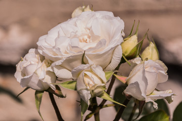 bouquet of white roses