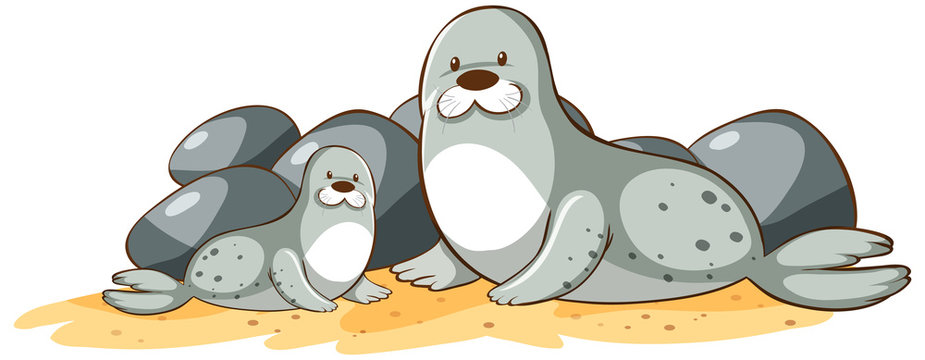 Gray seals on white background