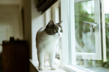 White and grey cat at home walk on the window sill. Reflection in the glass. 