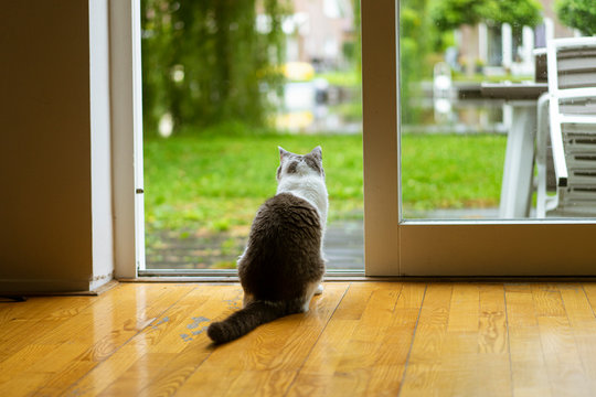 Grey and white cat sitting at home, looking towards the outside garden through a glass door. View from behind.