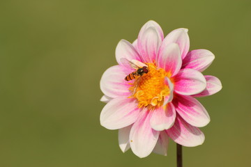 Blüte mit Insekt