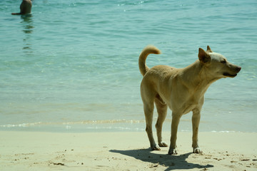 Hund an Strand in Asien