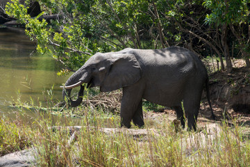 Eléphant d'Afrique, loxodonta africana, African elephant, Parc national Kruger, Afrique du Sud