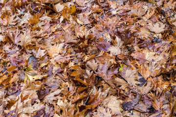 Fallen, wet, yellow leaves close-up