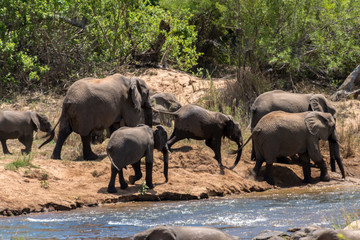 Fototapeta premium Eléphant d'Afrique, loxodonta africana, African elephant, Parc national Kruger, Afrique du Sud
