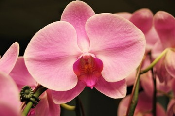 Orchid