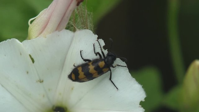 Mylabris Quadripunctata, orange Beetle with black stripes on chitinous coating of wings sitting on green flower. View Macro insect in wildlife