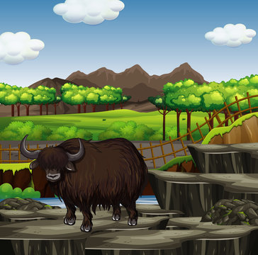 Scene with wild buffalo in the zoo