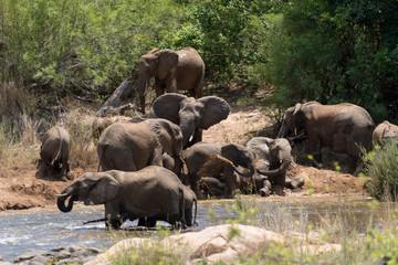 Eléphant d'Afrique, loxodonta africana, African elephant, Parc national Kruger, Afrique du Sud