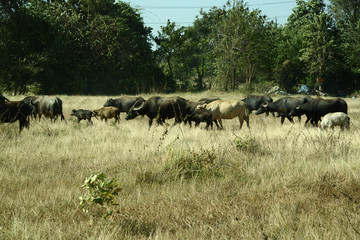 Wasserbüffel in Reisfeld