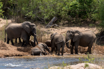 Fototapeta premium Słoń afrykański, loxodonta africana, słoń afrykański, Park Narodowy Krugera, RPA