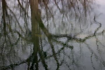 Reflection on the pond.