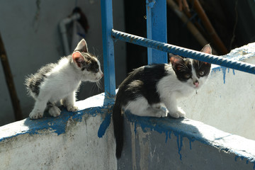 niedliche Katzen, Katzenbaby