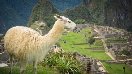 wild Llama in the city of Machu Picchu