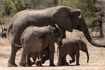 Obraz premium Eléphant d'Afrique, loxodonta africana, African elephant, Parc national Kruger, Afrique du Sud