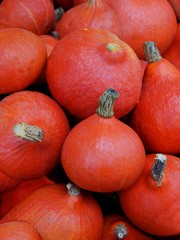 various multicolor fruits of pumpkin close up