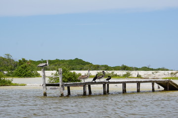Cormorants and pelicans resting on a wooden jetty