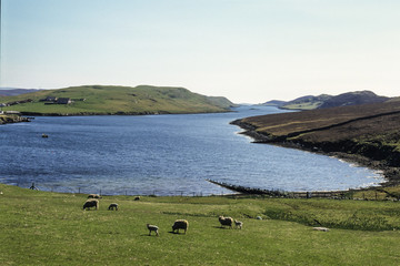 Mouton, race Shetland, Ile de Maindland, Iles Shetland, Ecosse, Grande Bretagne