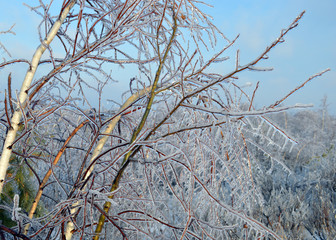 icy branches in frost and snow trees in a cold forest on a frosty winter day