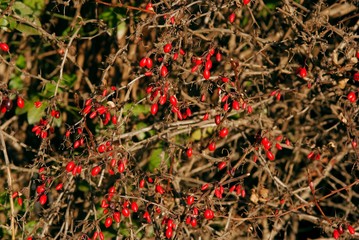 red berries of burberry bush at autumn close up