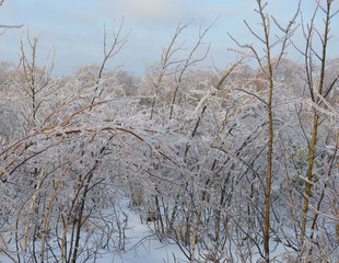 icy branches in frost and snow trees in a cold forest on a frosty winter day