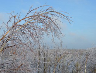 icy branches in frost and snow trees in a cold forest on a frosty winter day