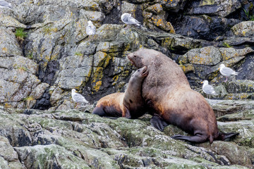 Fototapeta premium Male & female steller Sea Lion