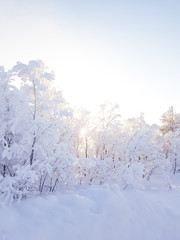 Trees covered in snow and sunlight shining through the branches. Allmost completly white. Pure and beautiful winter scenery. Swedish Lapland.
