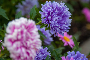 Wunderschöne Blüte