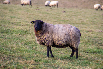Schaf mit schwarzem Kopf Schwarzes Schaf