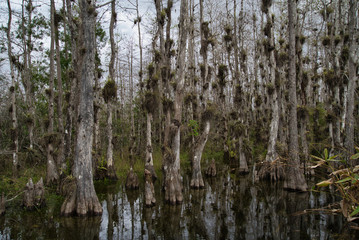Fototapeta na wymiar Everglades Florida Nature Wildlife