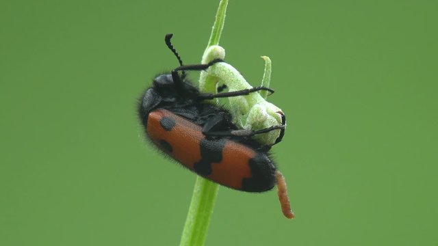 Mylabris Quadripunctata, red Beetle with black stripes on chitinous coating of wings sitting on green flower. View Macro insect in wildlife