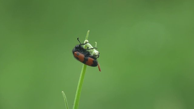 Mylabris Quadripunctata, red Beetle with black stripes on chitinous coating of wings sitting on green flower. View Macro insect in wildlife